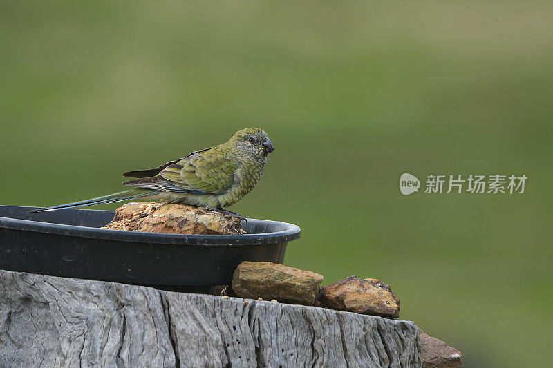 红作鹦鹉(Psephotus haematonotus)